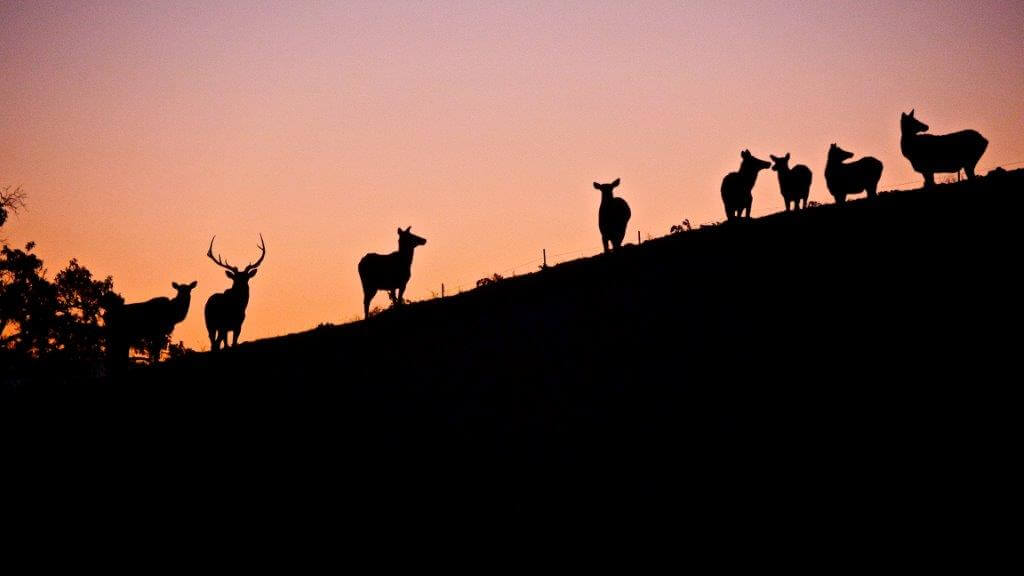 Tejon Ranch Membership - Hunt at Tejon