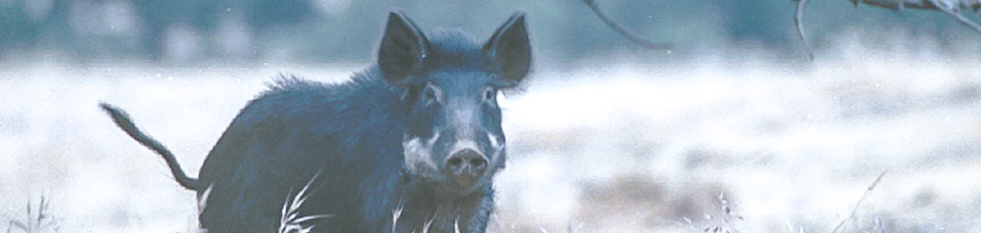 Guided Pig Hunts - Hunt at Tejon